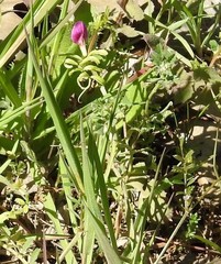 Vicia sativa