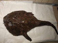 Lophius piscatorius