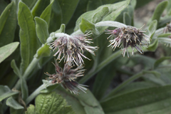 Solenanthus karateginus