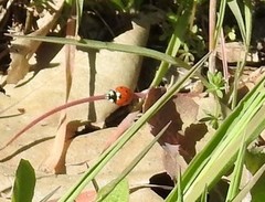 Coccinella septempunctata