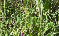 Medicago