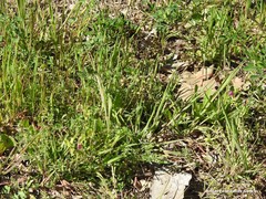 Medicago