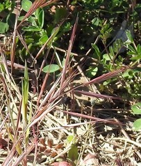 Bromus rigidus