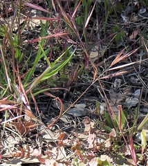 Bromus rigidus