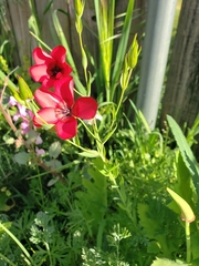 Linum grandiflorum