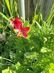 Linum grandiflorum
