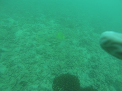 Gnathanodon speciosus