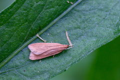 Helcystogramma rufescens