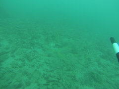 Mulloidichthys dentatus