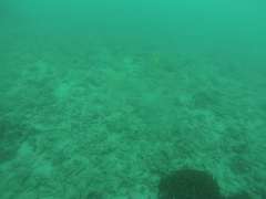 Mulloidichthys dentatus