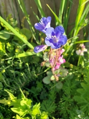 Phacelia campanularia
