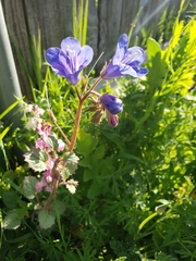 Phacelia campanularia