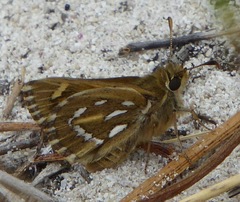 Trapezites argenteoornatus