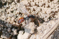 Nomada flavoguttata
