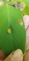 Puccinia sambuci