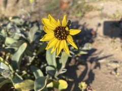 Helianthus niveus