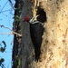 Florida Pileated Woodpecker - Photo (c) j_appleget, some rights reserved (CC BY-NC), uploaded by j_appleget