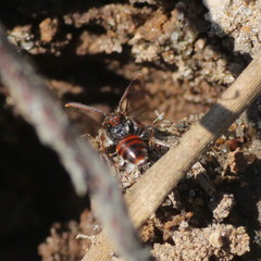 Nomada flavoguttata
