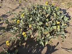 Helianthus niveus