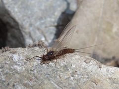 Leptophlebia cupida
