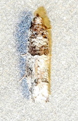 Pseudexentera knudsoni