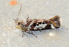 Aristotelia elegantella