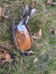 Turdus migratorius