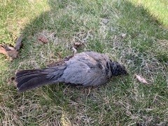 Turdus migratorius