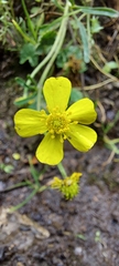 Ranunculus sierrae-orientalis