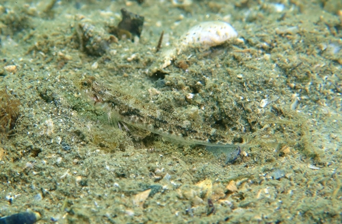 Bath's goby (Pomatoschistus bathi) — Gobiidae — 5