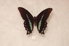 Papilio nireus pseudonireus