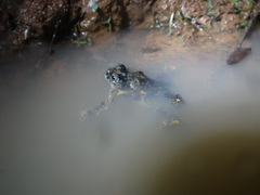 Dendropsophus marmoratus
