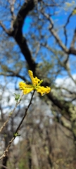 Cestrum flavescens