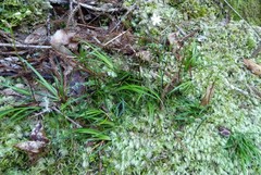 Libertia