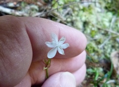 Libertia