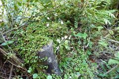 Libertia