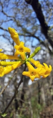 Cestrum flavescens