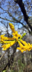 Cestrum flavescens
