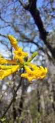 Cestrum flavescens