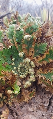 Selaginella lepidophylla