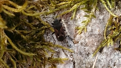 Rhyparochromus