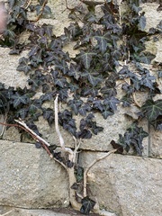 Hedera nepalensis