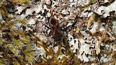 Rhyparochromus