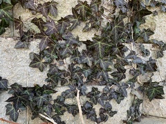 Hedera nepalensis