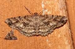 Image of Melanolophia canadaria