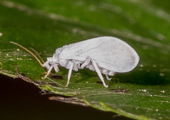 Semidalis
