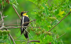 Melanerpes flavifrons