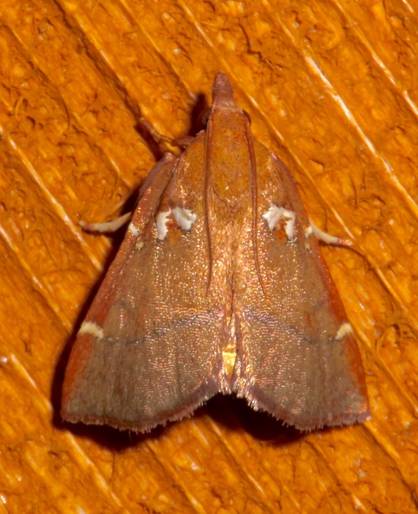 Lepidomys irrenosa