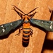 Yellow-banded Wasp Moth - Photo (c) Laura Gaudette, some rights reserved (CC BY), uploaded by Laura Gaudette