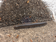 Ommatoiulus sabulosus aimatopodus